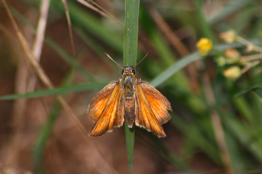 OCHLODES? tHYMELICUS ACTAEON?